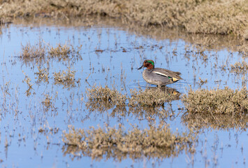Eurasian teal duck forages along marsh shore at North Bull Island. Male bird "Anas crecca" in coastal environment. Dublin, Ireland