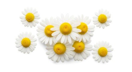 Fototapeta premium Beautiful cluster of white and yellow daisy flowers isolated background