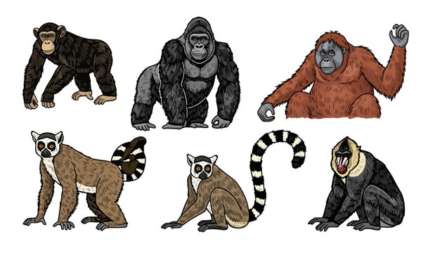Illustrated Collection of Various Primates in Detailed Vector Style