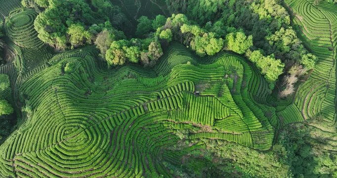 Aerial view of beautiful tea crop terrace landscape in China