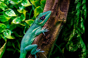 A knight anole (Anolis equestris) Lizard © EderMarcos