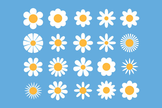 Collection of white daisies with yellow centers on blue background