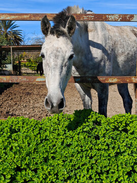 Caballo mirando tranquilamente en su cuadra