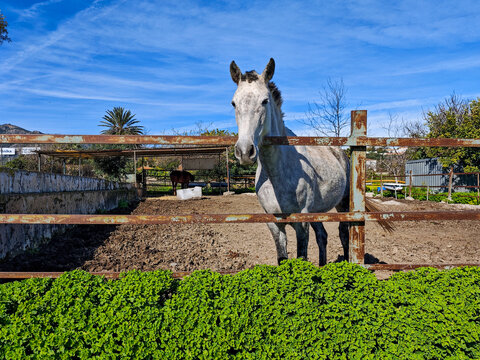 Caballo mirando tranquilamente en su cuadra