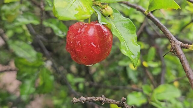 ​Fresh Ripe Acerola Cherry with Raindrops on Branch - Tropical Barbados Cherry Fruit in Nature
