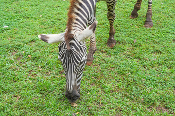 A zebra grazing on lush green grass field.