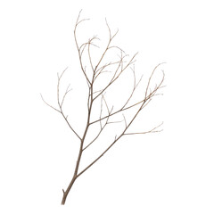 Fototapeta premium Bare winter tree branch with delicate twigs against white background minimalist nature