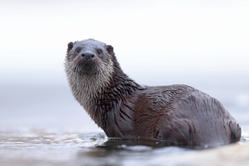 Wydra (Lutra lutra), otter © Bartosz Rakoczy