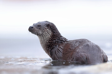 Wydra (Lutra lutra), otter © Bartosz Rakoczy