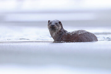 Wydra (Lutra lutra), otter © Bartosz Rakoczy