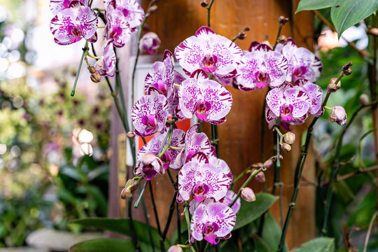 Pink and white Phalaenopsis Orchids in tropical garden, moth orchid fowers