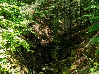 Fototapeta premium Sunlit green forest ravine with dense foliage