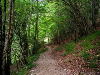 Obraz premium Forest path winding through green dense woods