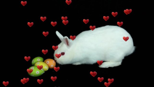 White rabbit entering and inspecting eggs, causing red hearts rising and drifting then turning away