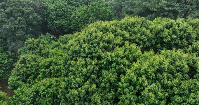 Lychee  tree with flowers in spring