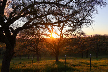 Golden Sunlight Through Oak Trees at Sunset