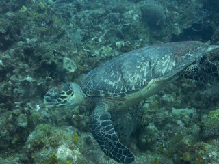 Obraz premium Hawksbill Turtle