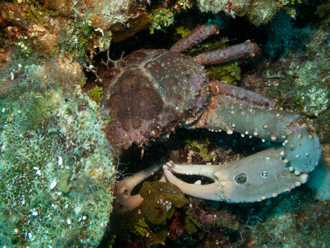 Channel Clinging Crab