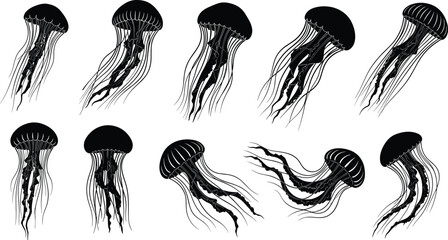 Jellyfish silhouettes set. A group of black jellyfish in different poses, floating and isolated on white background © Creative Rejia