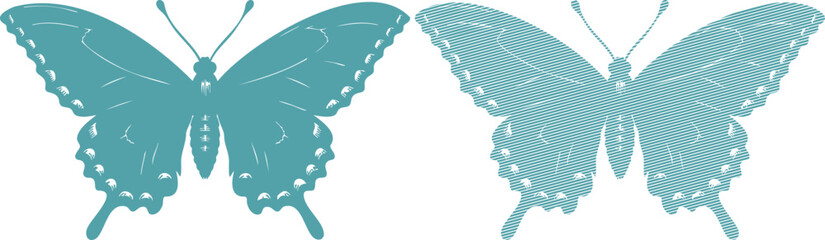 Two teal butterflies one solid one striped butterfly 7 © Shabuj