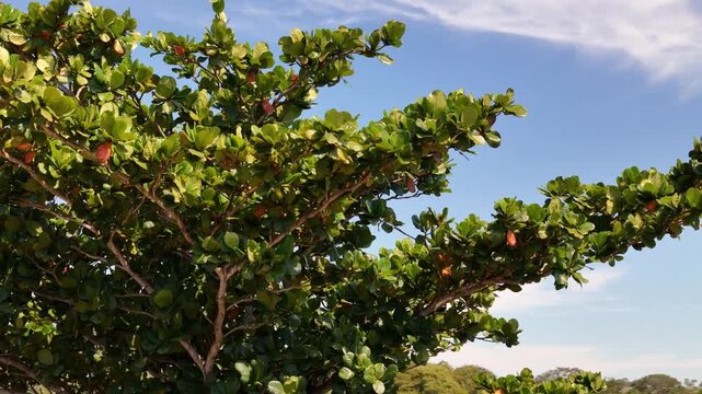 Sea almond tree canopy swaying blue sky