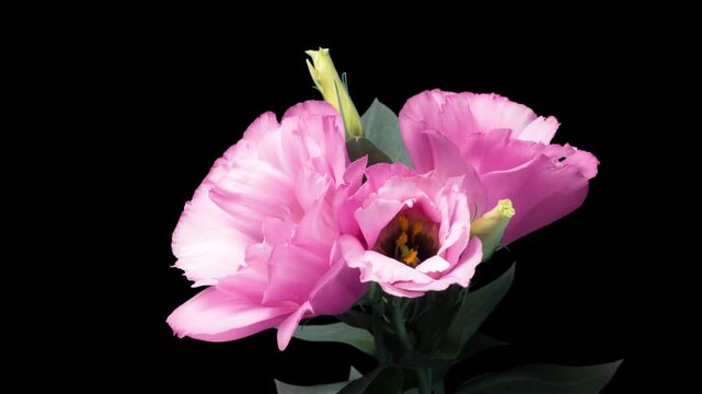 Pink Eustoma Flowers Blooming Time Lapse on Black Background.