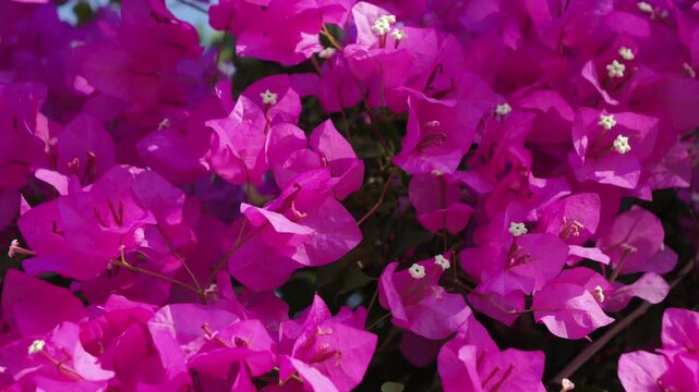 Bougainvillea in bloom, garden or city park decorated with beautiful purple bougainvillea.