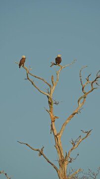 2 eagles in tree with a flyway