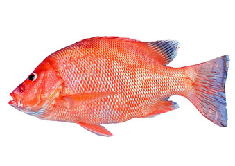 Fototapeta premium Red snapper isolated on white background.