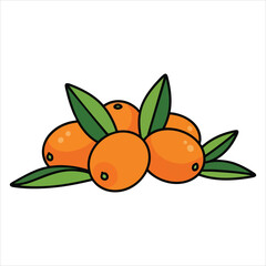 illustration of Kumquat fruit art