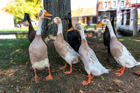 A group of Indian runner ducks outdoors in the shade in summer 