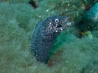 Fototapeta premium Spotted Moray