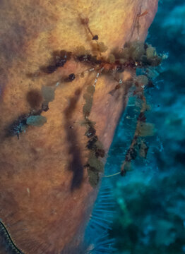 Halimeda Neck Crab