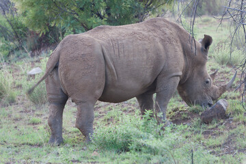 Fototapeta premium South African black rhinoceros on a cloudy winter day.