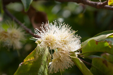 South African water apple flower close-up,