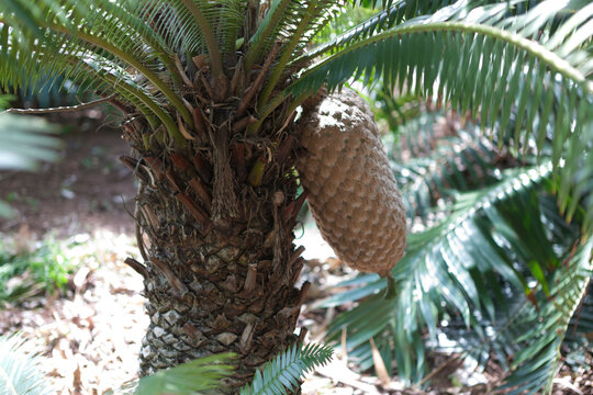 South African giant dion close-up