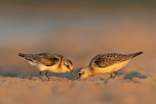 Two Sanderlings (Calidris alba) foraging on a sandy beach at sunset.
