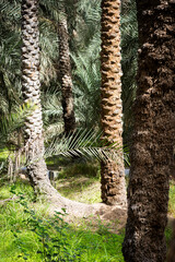View of the UNESCO enlisted oasis with traditional water channels and various palms in Al Ain, United Arab Emirates. © Alena