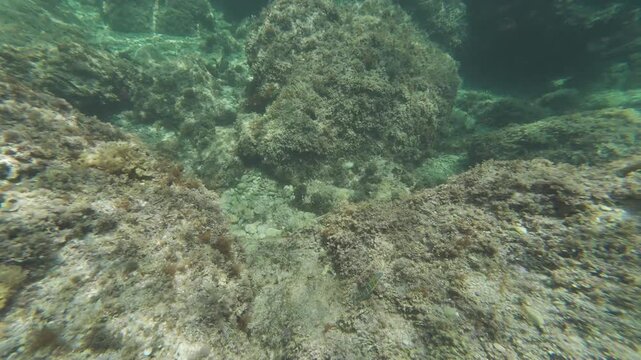 Underwater view of rocky seabed with seaweed