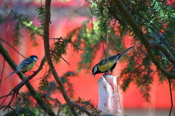 Tits feeding on suet suspended from a tree branch © Svitlana Kolycheva