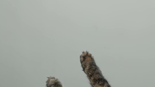 Cat paw isolated gray background. Cat reaching up with paw. Pet raising up his paw on green screen isolated. Feline tabby paws touching, clicking, tapping swiping. Horizontal mock up. Real Video. 4K