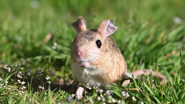 A cute Williams jerboa (Allactaga williamsi) seen among the green grass.	
