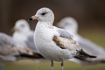 Obraz premium Ring-Billed Gull on a fence