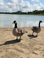 Chicago geese standing on sandy lake shore on a sunny summer day