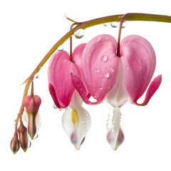 Pink bleeding heart flowers with water droplets on delicate green stems isolated on a transparent background