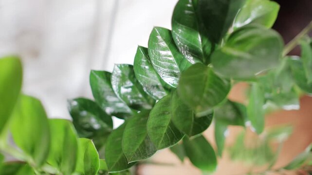 Extreme close-up of glossy green leaves of a ZZ plant in an indoor setting