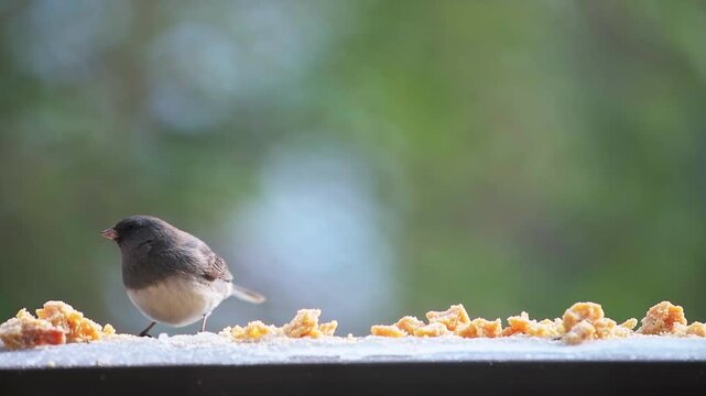 Dark-eyed junco cute bird perched on house balcony on cold winter snow in Virginia, eating suet seed feed macro closeup slow motion