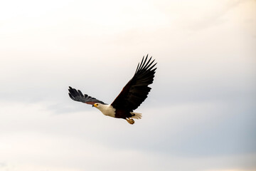 African Fish Eagle in flight over the Chobe River