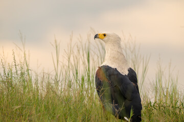 African Fish Eagle perched on the ground at sunset