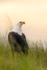 African Fish Eagle perched on the ground at sunset